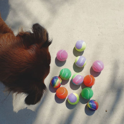 Dog looking at colorful balls on a sandy surface