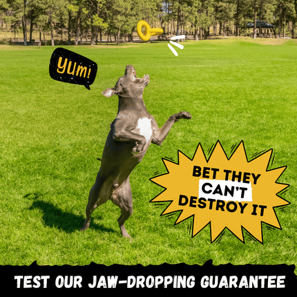 Dog playing fetch with a toy in a grassy field, with text and graphics overlayed.
