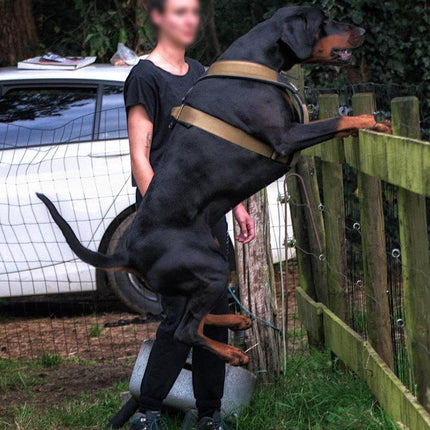 Person with a large black dog on a leash, standing on a car, with a blurred background.
